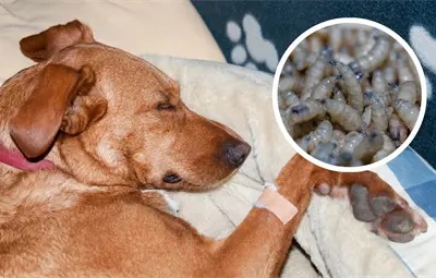 Detectan gusano barrenador en Arteaga; reportan primer caso en perro