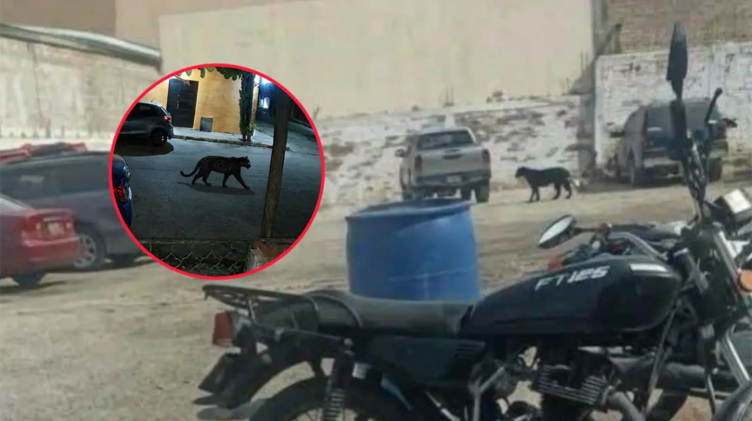 Pantera que presuntamente atacó a mujer en Lerdo habría sido vista en Torreón este 13 de septiembre