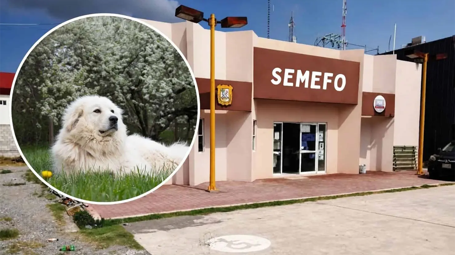 Rocky lleva dos meses en el Semefo de Saltillo: esto ha pasado con su caso