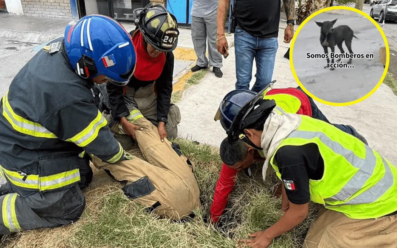Rescatan a perro que cayó en una alcantarilla en San Pedro, Coahuila